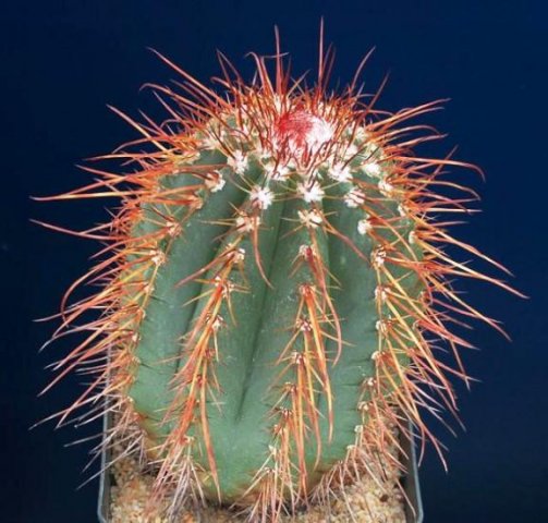 Melocactus_erythracanthus